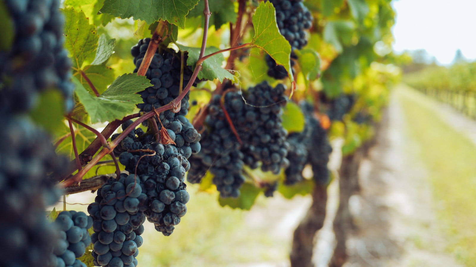 « Escapade vigneronne au temps des vendanges »
